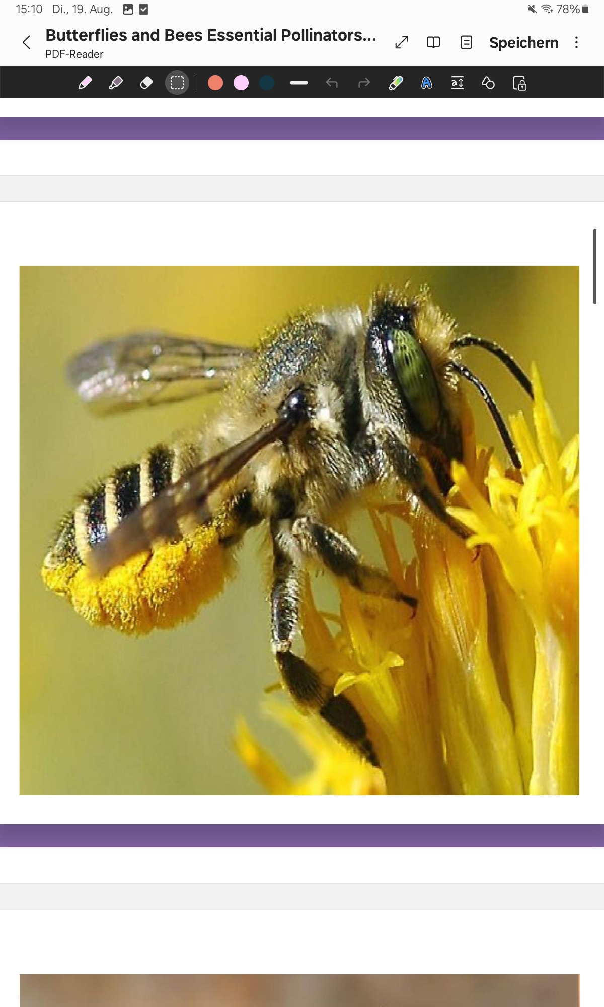 <p>Leafcutter Bee </p>