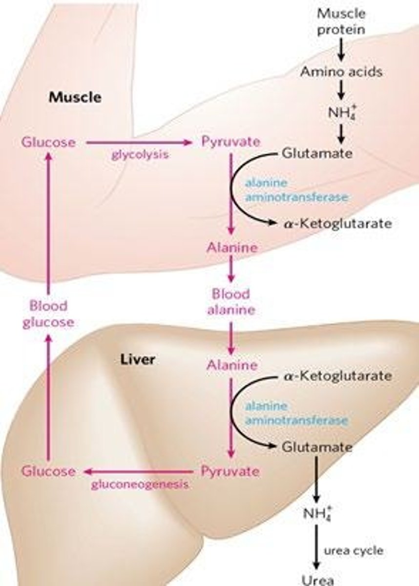 <p>The Glucose-Alanine Cycle moves nitrogen to the liver by converting amino groups from glutamate to pyruvate, producing alanine, which is then used in gluconeogenesis.</p>