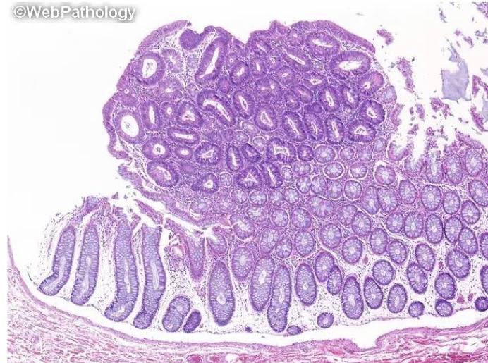 <p>A- identify</p><p>B- describe</p><p>C- originate from ?</p>