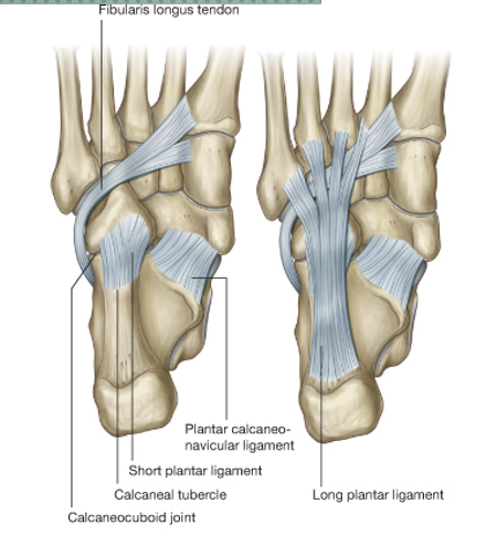 <p>long and short plantar ligaments</p>