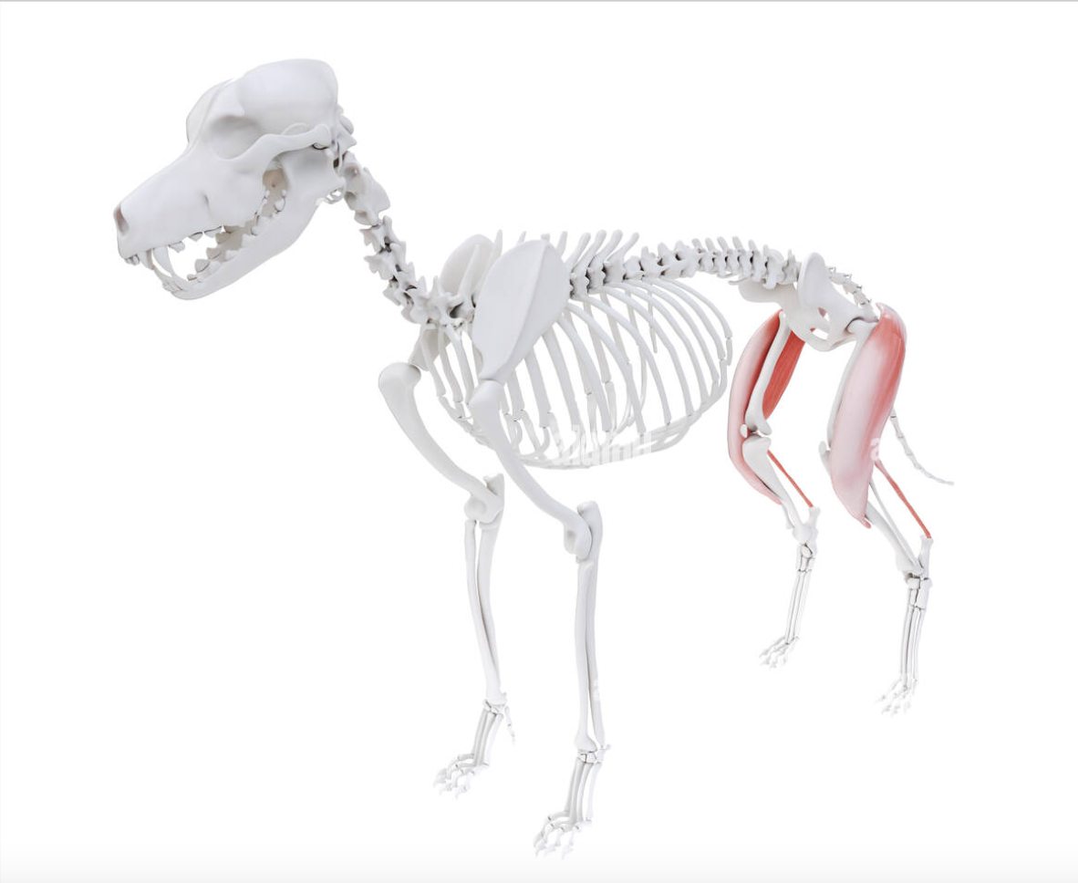 <p>Largest muscle in the muscle group that makes up the hamstring. Covered only by fascia and skin and can usually be easily palpated.</p>