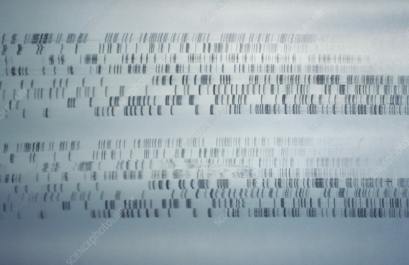 <p>finding the precise order of nucleotide bases in DNA</p><ol><li><p>cut dn aiwth restriction enzymes</p></li><li><p>amplification by PCR</p></li><li><p>count the number of strs</p></li><li><p>gel electrophoresis</p></li><li><p>look and see</p></li></ol><p></p>