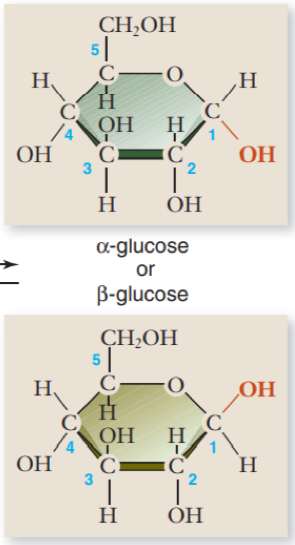 <p> α-glucose </p><ul><li><p>hydroxyl group points down</p></li><li><p>used for energy</p></li></ul><p> β-glucose</p><ul><li><p>hydroxyl group points up </p></li><li><p>used for structure</p></li></ul>