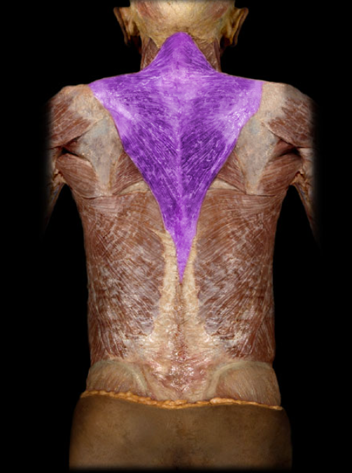 <ul><li><p>Action: Superior fibers: elevation of scapula; superior rotation of scapula (glenoid cavity directed superiorly), Middle fibers: retraction (adduction) of scapula, Inferior fibers: depression of scapula</p></li><li><p>Origin: Occipital bone (superior nuchal line), Nuchal ligament, Vertebra prominens (spinous process of C7 vertebra), Spinous processes of T1-12 vertebrae</p></li><li><p>Insertion: Clavicle (lateral), Scapula (spine and acromion)</p></li><li><p>Innervation: Accessory nerve (CN XI)</p></li></ul><p></p>