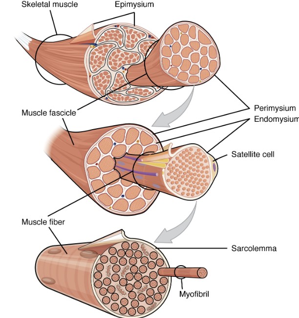 <p>What are these levels of:</p><ol><li><p>Skeletal Muscle</p></li><li><p>Muscle Fascicle</p></li><li><p>Muscle Fiber</p></li><li><p>Myofibril</p></li><li><p>Sarcomere</p></li></ol><p></p>