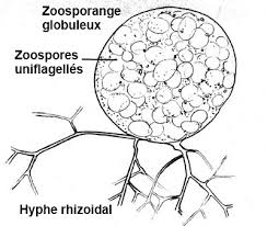 <p><span>zoospores, which have flagella for movement,primarily inhabit aquatic environments</span></p>