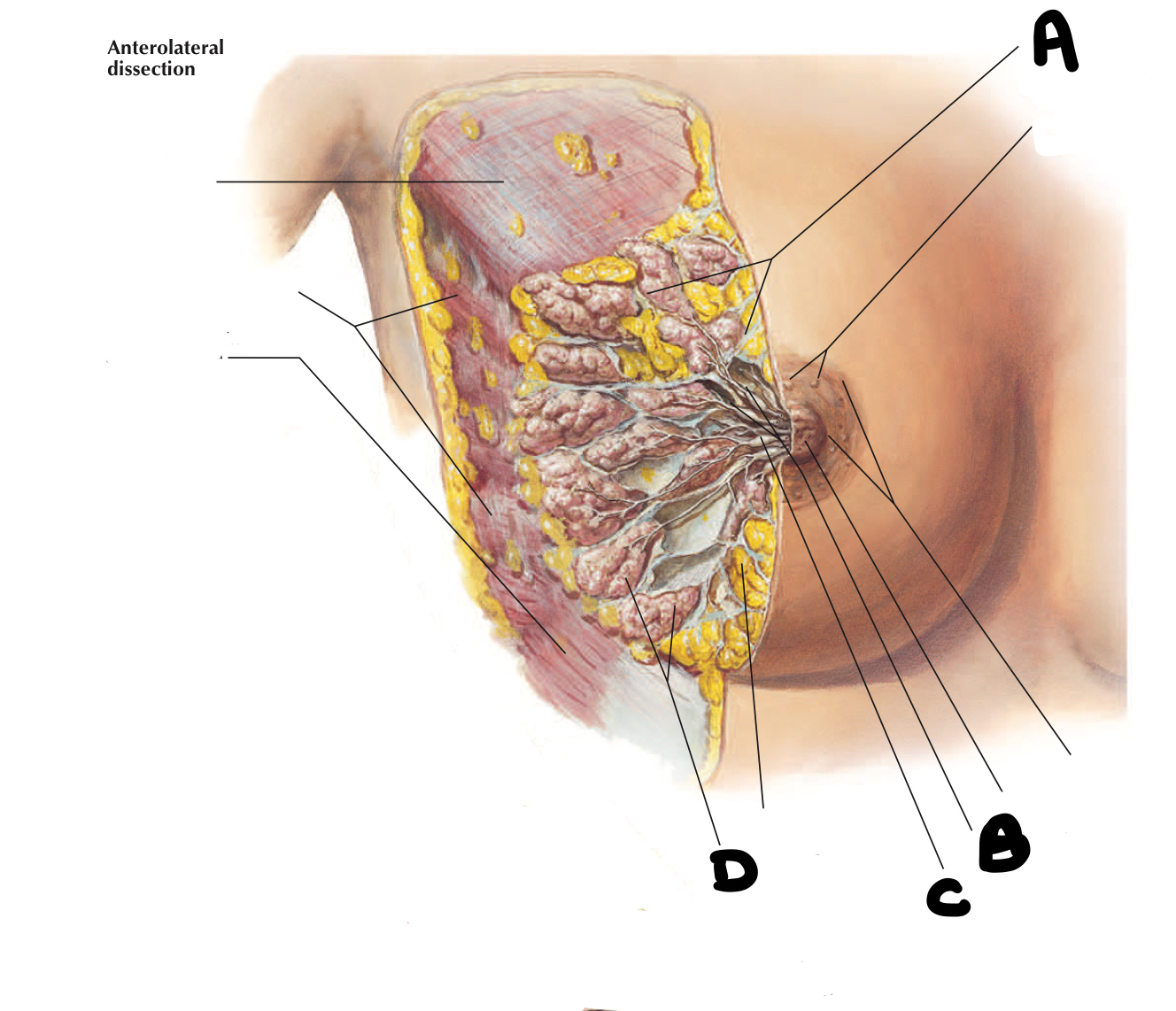 <p>Which Structure will cause pain and discomfort when breast tissue is over stretched?</p>