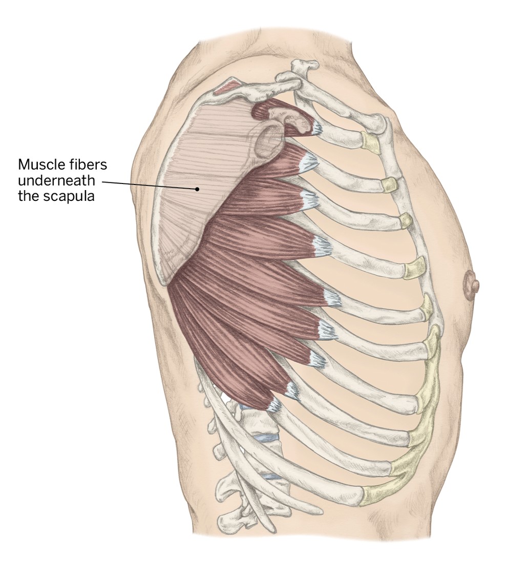 <p>O- Lateral surface of ribs 1-8</p><p>I- Medial Border of scapula (anterior)</p><p>A- Scapula protraction, upward rotation, &amp; depression</p>