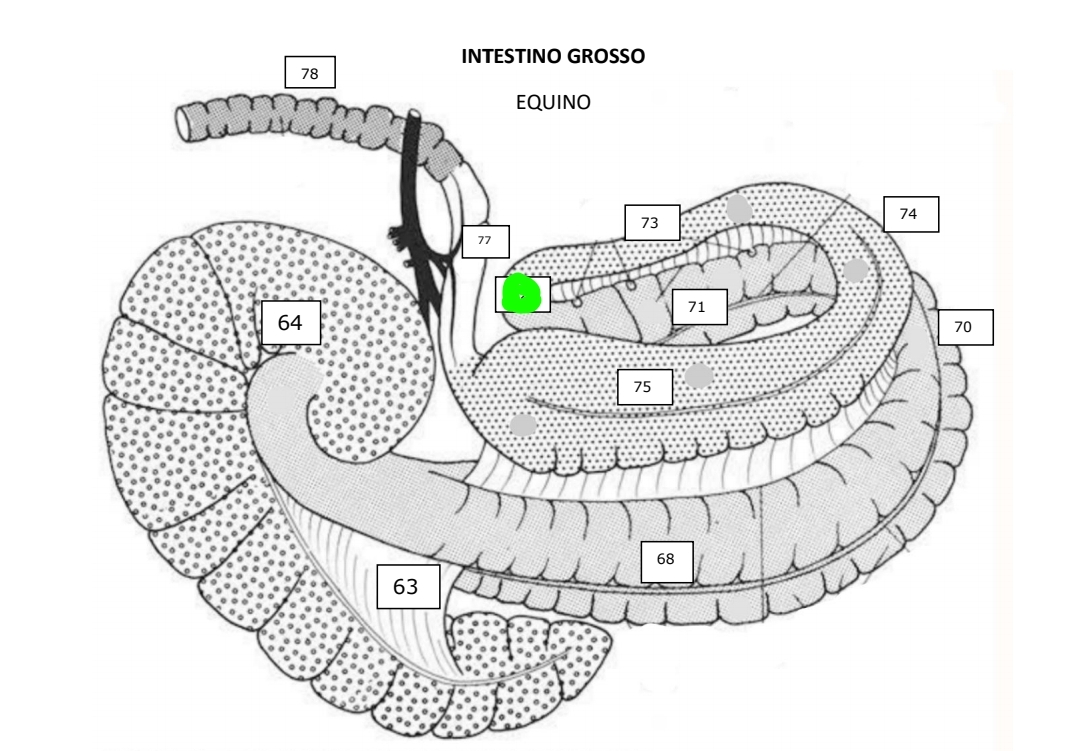 <p>Equinos</p>