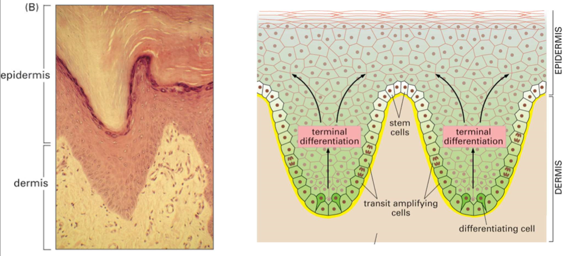 <ul><li><p>epidermis is attached to underlying dermis via basement membrane </p></li><li><p>mechanically strong</p></li><li><p>epidemolysis bullosa- group of conditions where skin blisters following mechanical trauma, mutations affect mechanical strength of dermal/epidermal junction, position of the break depends on genetic defect </p></li><li><p>3.5kg of skin held on by laminin sticking to integrin </p></li><li><p>severity of blistering depends on where it happens </p></li></ul><p></p>
