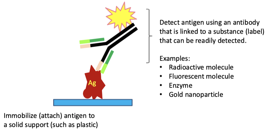 <p>to detect and quantify antigen</p><p>(COVID-19 antigen test uses anti-SARS-CoV2 mAbs)</p>