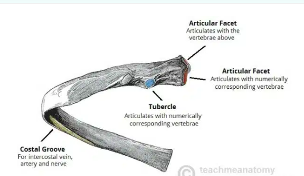 <p><span>The head has two semi-facets for articulation with the numerically corresponding vertebral body and that of the vertebra immediately above (separated by an inter-articular crest)</span></p>