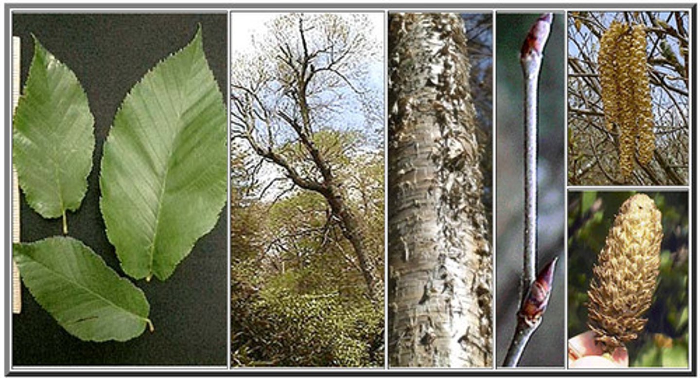 <p>ovate leaves, alternate; brown slender twigs, brown buds; catkins and nutlets</p>