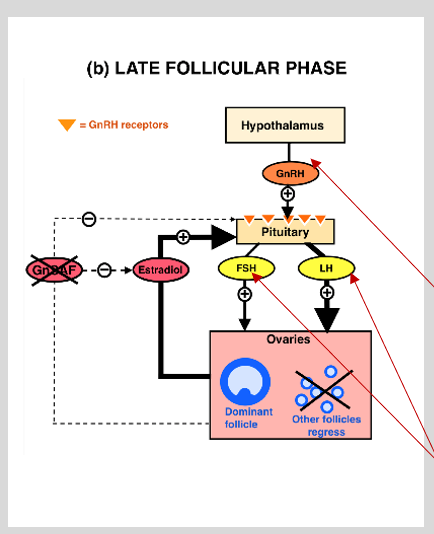 <p><mark data-color="yellow">Ovarian cycle: follicular phase (hormonal)</mark></p><p>Can you label, describe and explain what this diagram is/shows?</p>