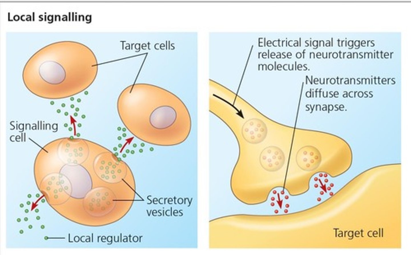 <p>Through specialized cell junctions, paracrine signaling, and synaptic signaling.</p>