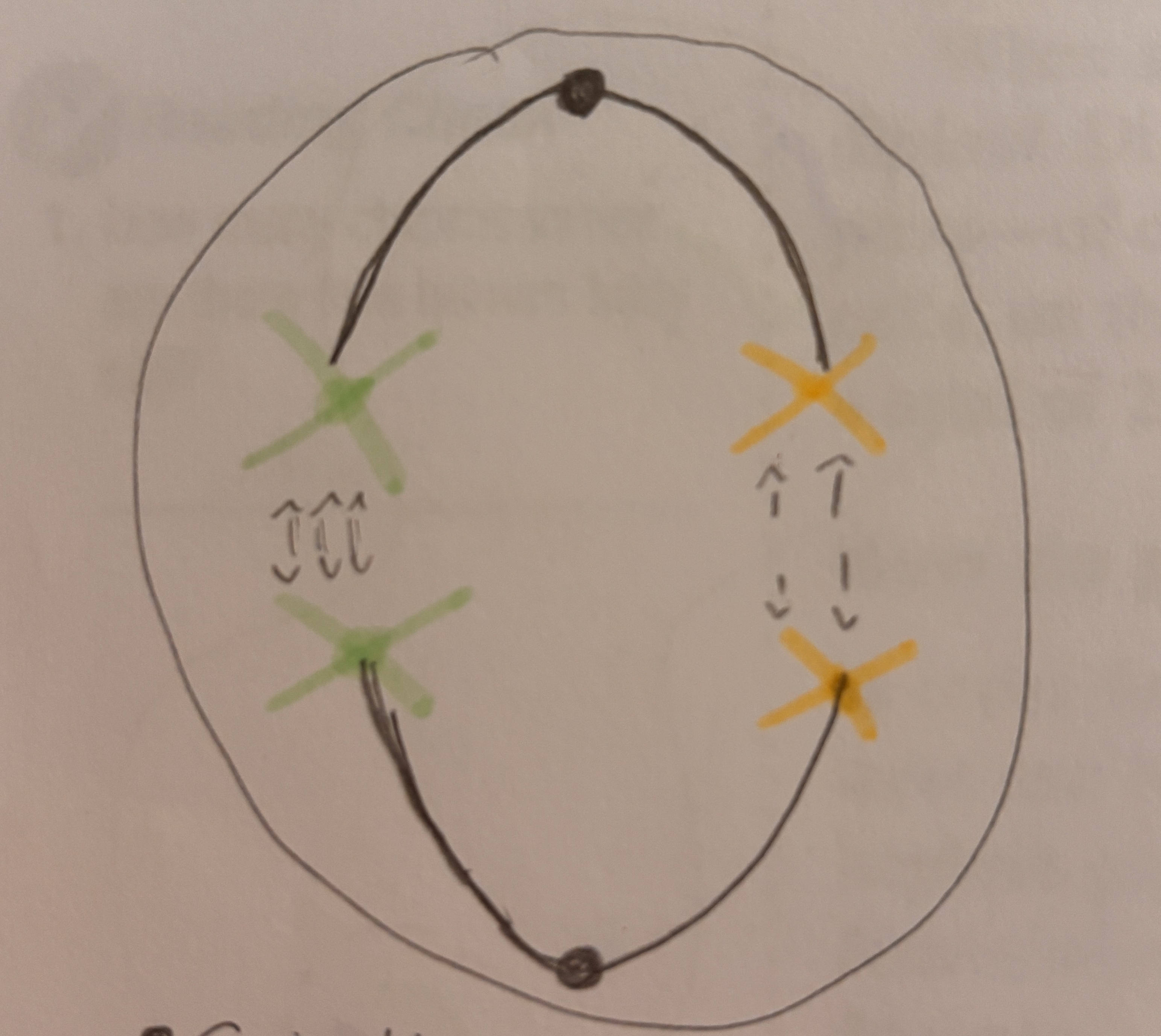 <p>Spindle fibers contract and pull the <strong>Homologous</strong> pairs <strong>apart</strong>. </p>