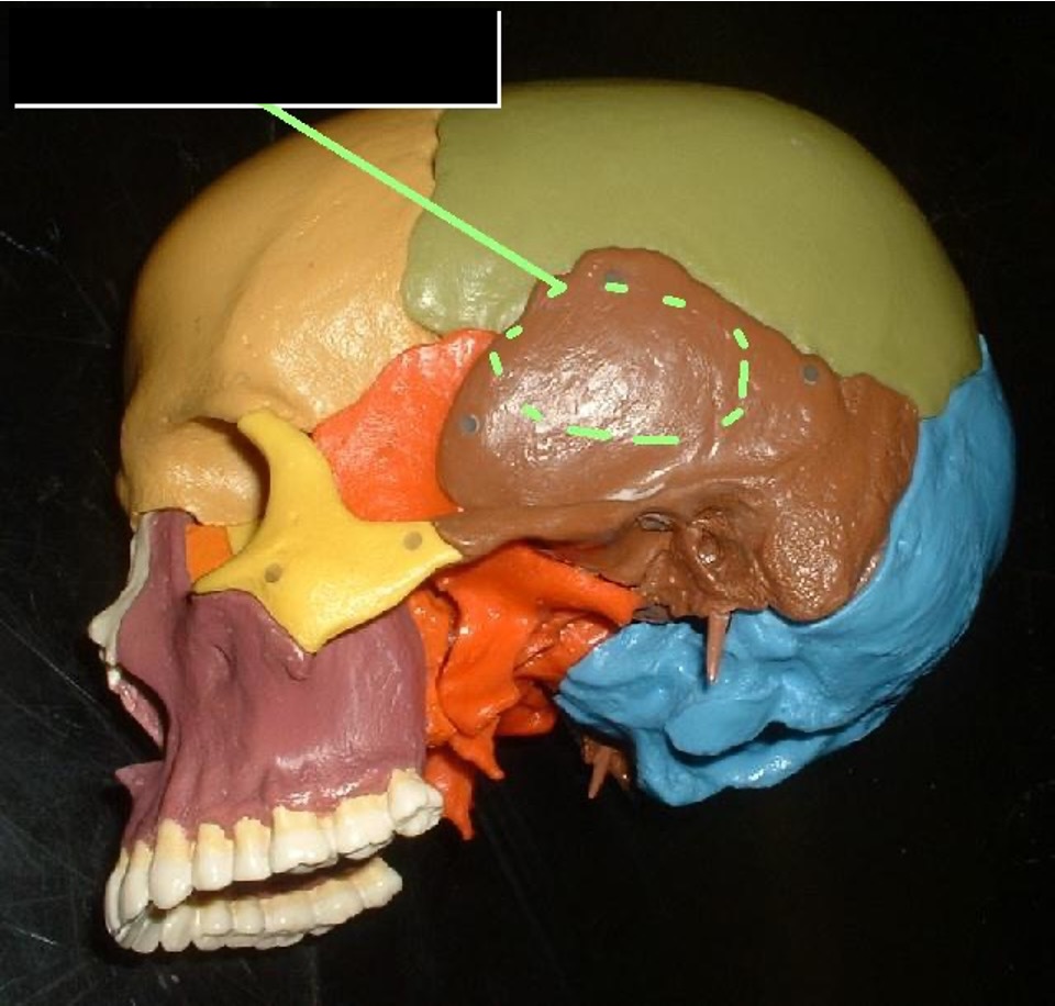 <p>the flat part of the temporal bone</p>