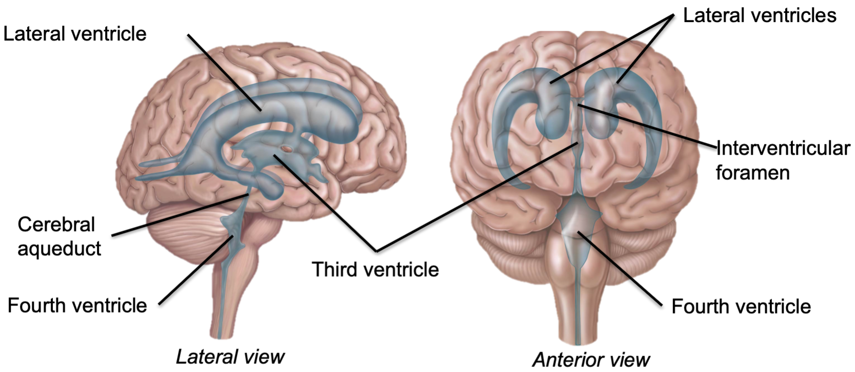 1. Four interconnected cavities or expansions within brain for circulating CSF
2. Lateral ventricles are the most superior 
3. Lateral ventricles communicate with third ventricle via interventricular foramen
4. Third ventricle drains into fourth ventricle via cerebral aqueduct
5. Fourth ventricle connects to central canal of spinal cord