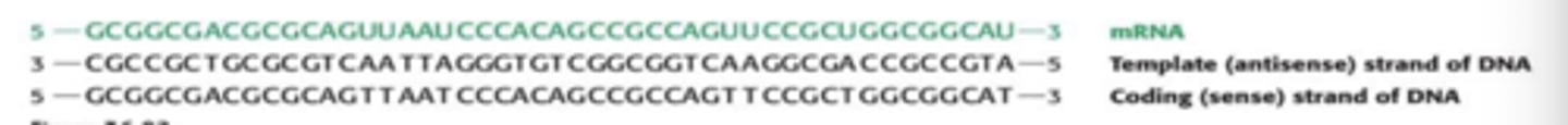 <p>1. requires all four activated ribonucleotides and Mg2+ or Mn2+</p><p>2. New RNA strand has complementary sequence to template DNA strand</p><p>3. RNA polymerase does not require a primer</p><p>4. Errors generally not corrected by RNA polymerase; little proofreading</p>