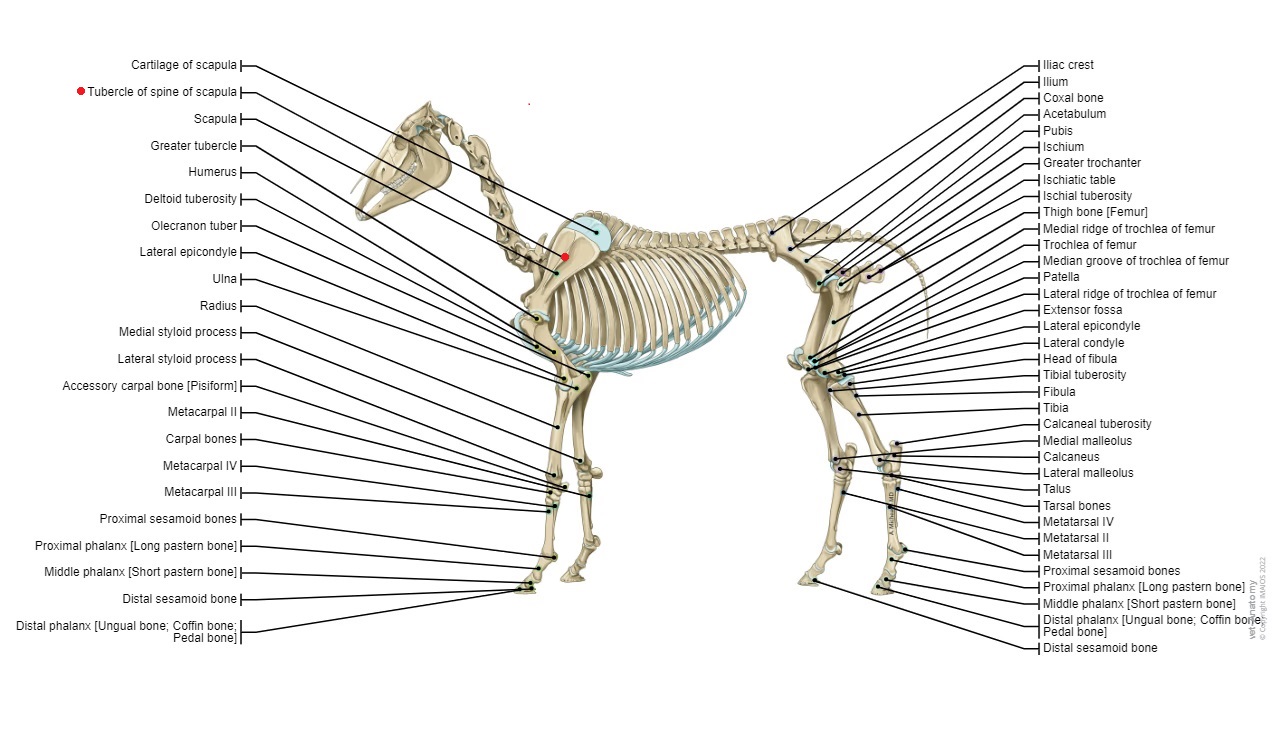 <p>Tubercle of spine of scapula er en fremspringende struktur på scapula (skulderbladet) hos heste, der ligger ved spidsen af skulderbladets rygsøjle. Denne tuberkel fungerer som et vedhæftningspunkt for muskler, der er involveret i bevægelsen af forbenet, og bidrager til stabiliteten og mobiliteten af skulderleddet. Tubercle of spine of scapula er vigtig for hestens evne til at udføre forskellige bevægelser og opretholde balance under aktivitet.</p>