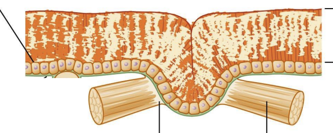 <p>Cellular layer, secretes chitin, protein, lipids that make up cuticle</p>