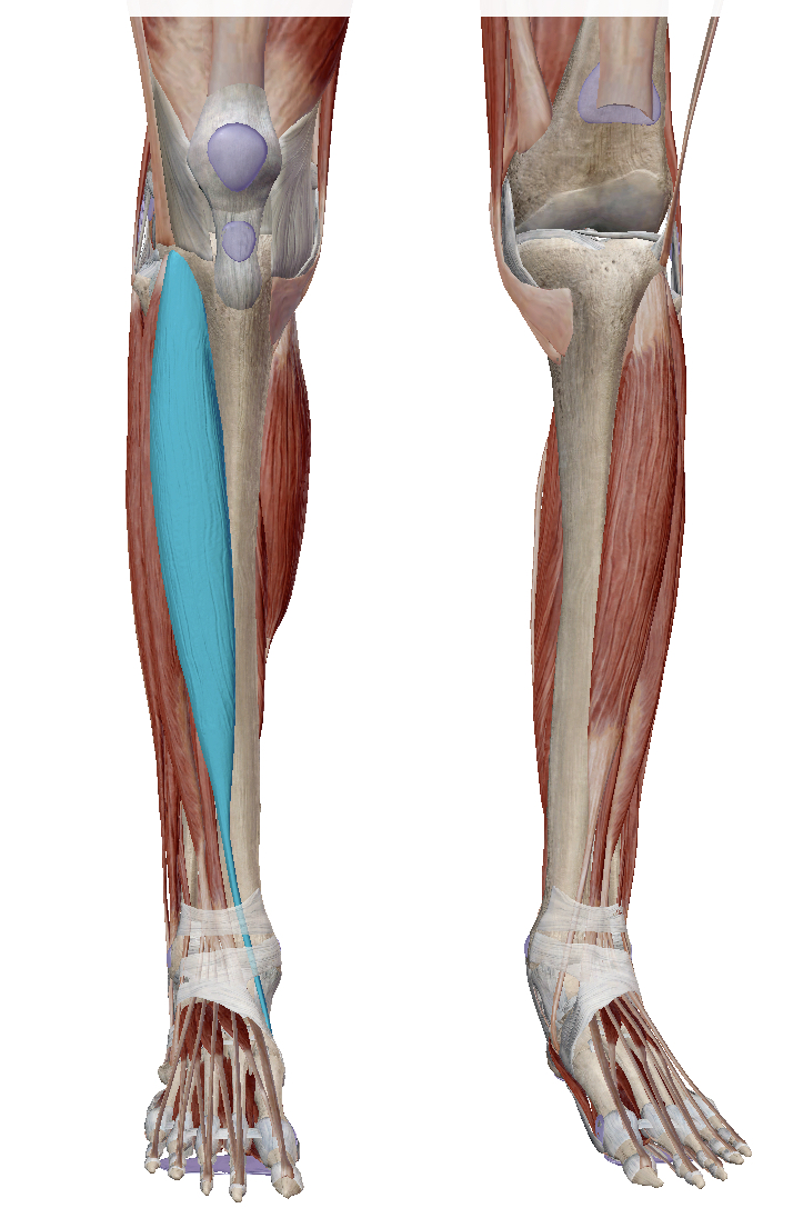 <p>Identify the highlighted muscle</p>