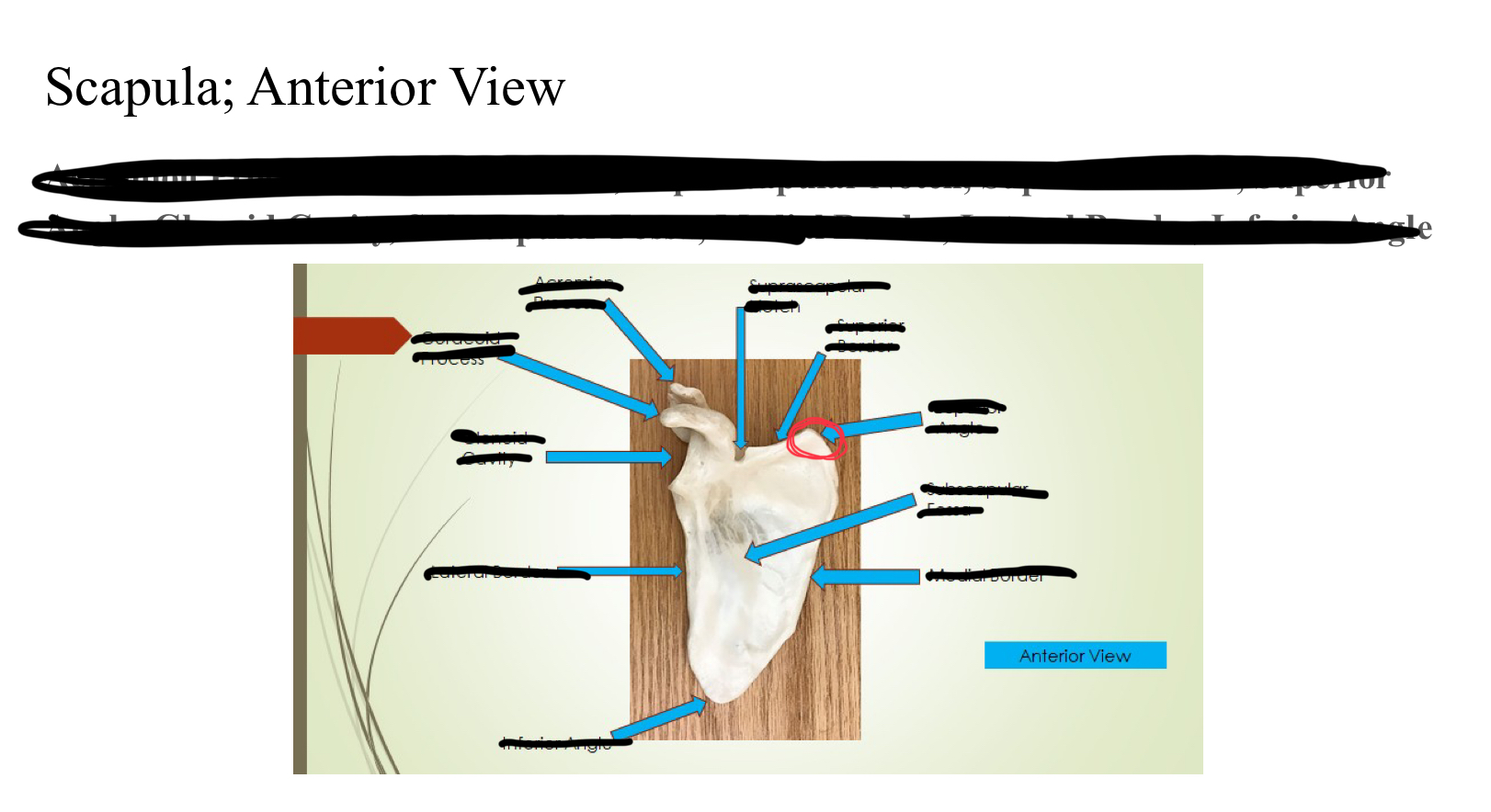 <p>Superior angle</p>
