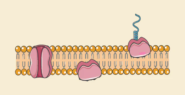 <p></p><ul><li><p><strong><u>Peripheral</u> proteins</strong></p><ul><li><p><strong>more loosely attached</strong> to the phospholipid bilayer</p></li><li><p>act as <strong>enzymes</strong></p></li><li><p>attaching the membrane to the cytoskeleton, providing <strong>structural support </strong>and <strong>maintaining cell shape</strong></p></li></ul></li><li><p><strong><u>Integral</u> proteins</strong></p><ul><li><p>their <strong>potential to cross the membrane</strong> are often involved in <strong>transportation</strong> (e.g. glucose) across the membrane, <strong>signalling molecules</strong> and providing <strong>structural support</strong></p></li></ul></li></ul><p></p>