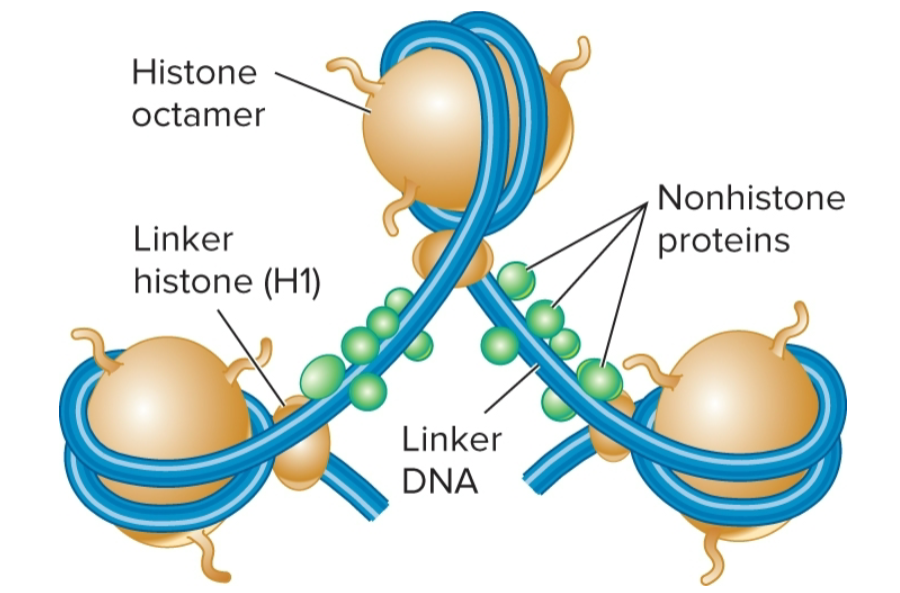 <ul><li><p>H1, binds to DNA in linker region</p></li><li><p>less tightly bound to DNA than core histones</p></li><li><p>helps to organize adjacent nucleosomes</p></li></ul><p></p>