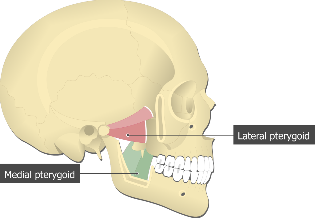 <p>Medial/Lateral Pterygoid:</p>
