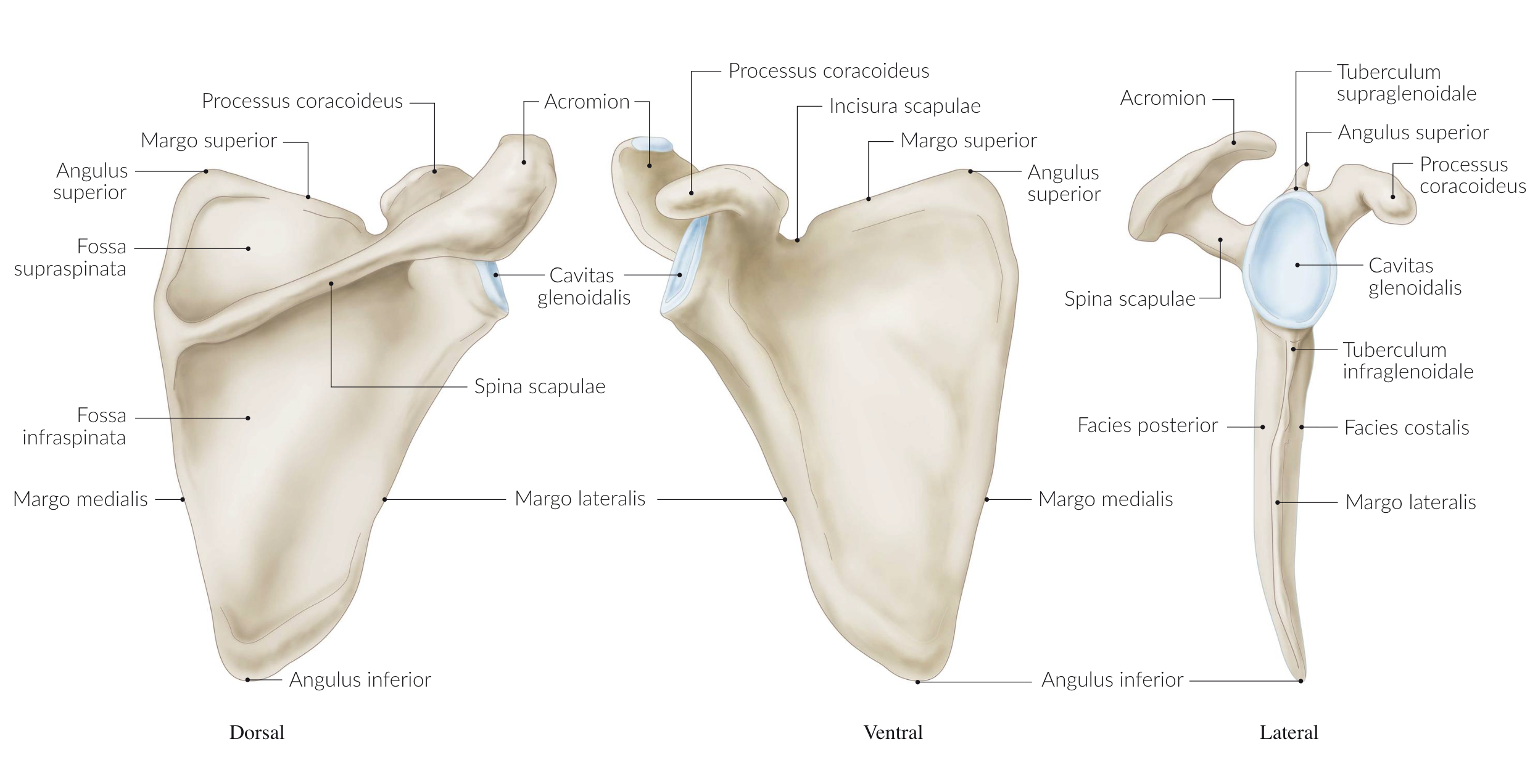 <p>C. A part of the scapula (shoulder blade)</p>