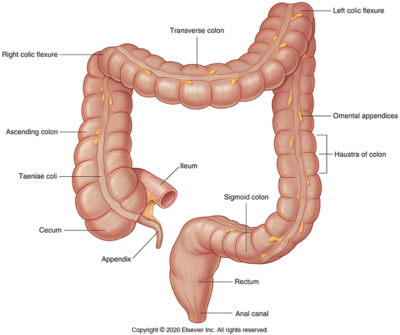 <p>Caecum </p><p>Colon</p><ul><li><p>Ascending colon</p></li><li><p>Transverse colon</p></li><li><p>Descending colon </p></li><li><p>Sigmoid colon</p></li></ul><p>Rectum</p><p>Anal canal</p>