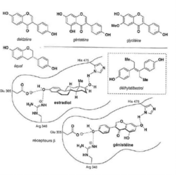 <p>Contem: isoflavonas sobretudo na forma de heterósidos.</p><p>Moduladores dos recetores de estrogéneo.</p><p>Uso em associação com outros compostos na terapia de reposição na menopausa, osteoprose, e pós-menopausa, cancro da mama e do endométrio e fatores de risco cardiovascular.</p>
