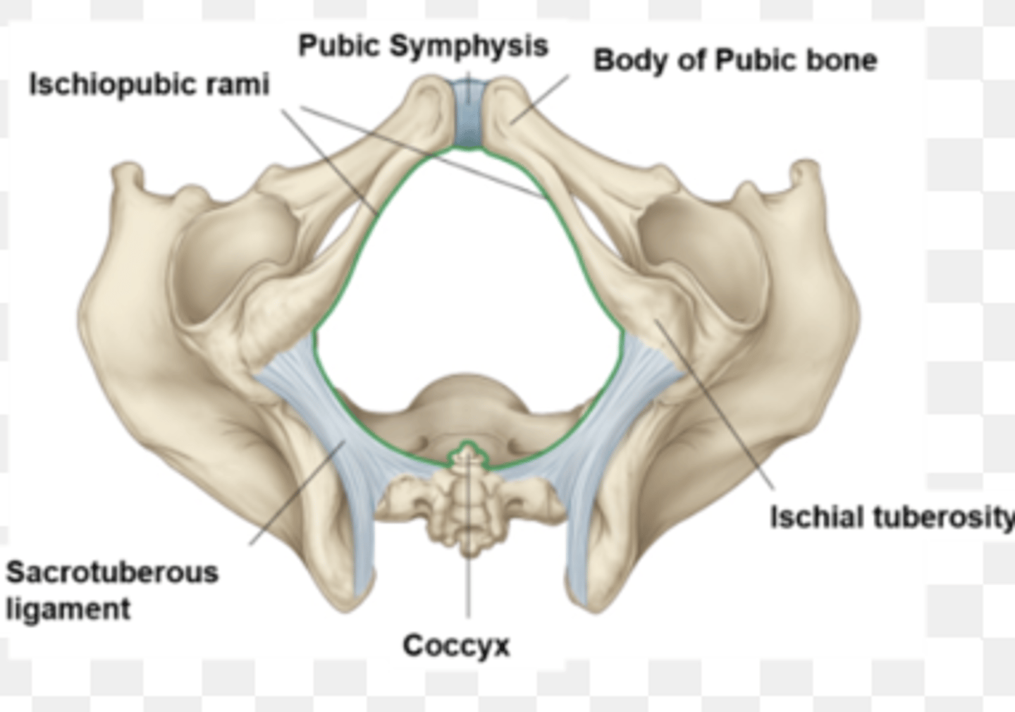 <p>What is the pelvic outlet bounded by? (4)</p>