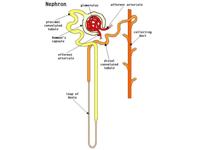 <p><strong>Q:</strong> What is the loop of Henle?</p>