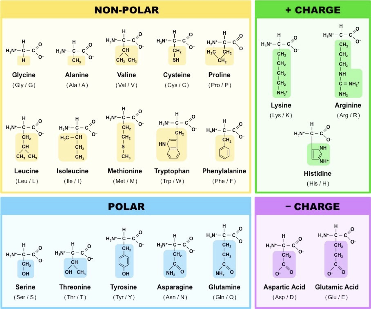 Grouped based on the property of their side-chains: Non-polar, polar, + charge, or - charge.