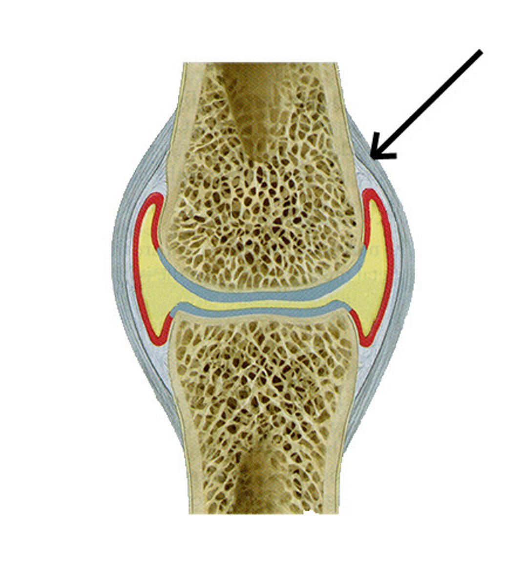 <p>Fibrous envelope that encloses a synovial joint</p>