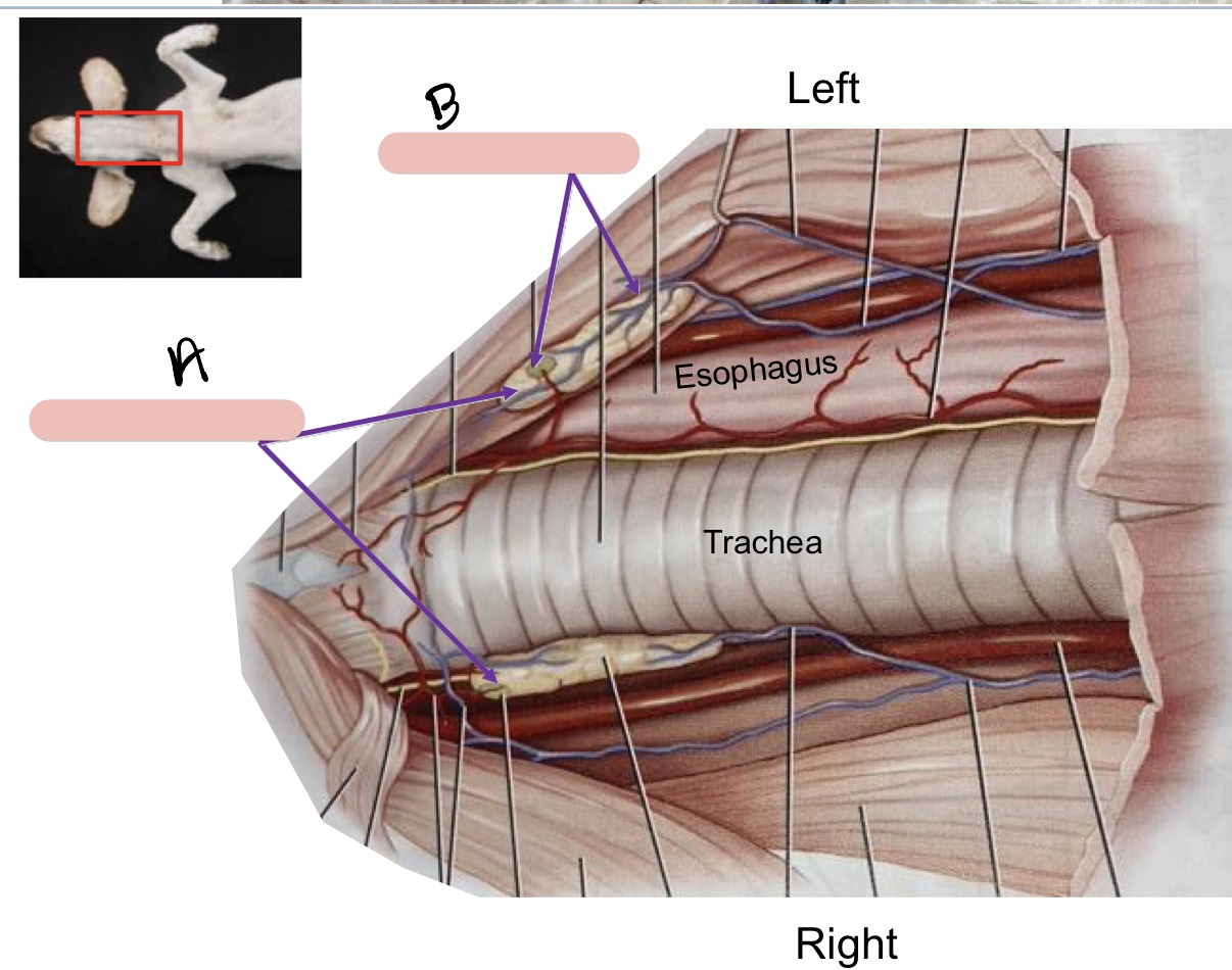 <p>Name the structure(s) indicated by a and b.</p>