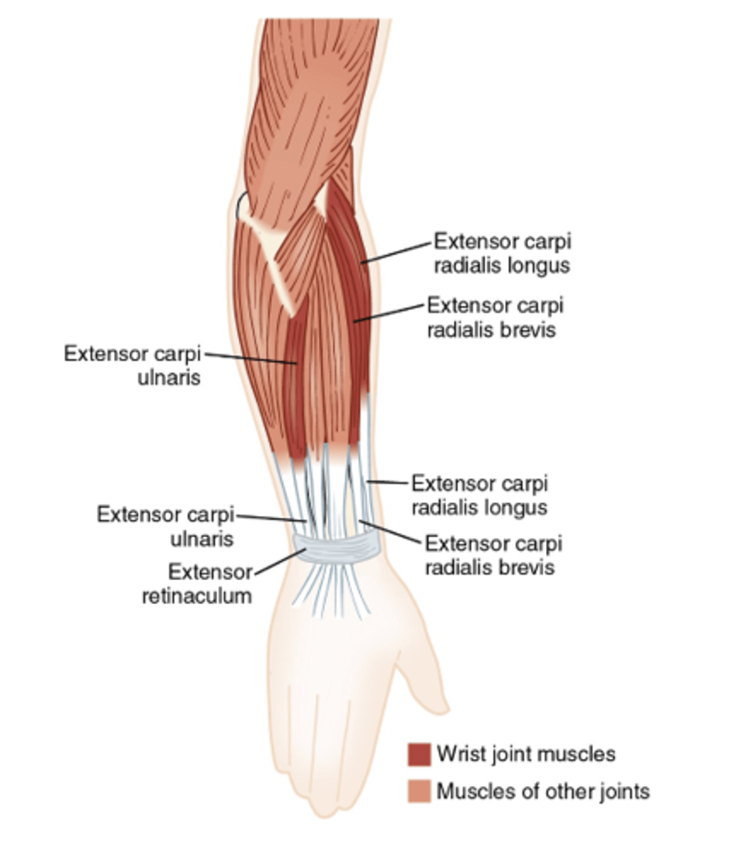 <p>extensor carpi radialis longus, extensor carpi radialis brevis, extensor carpi ulnaris</p>