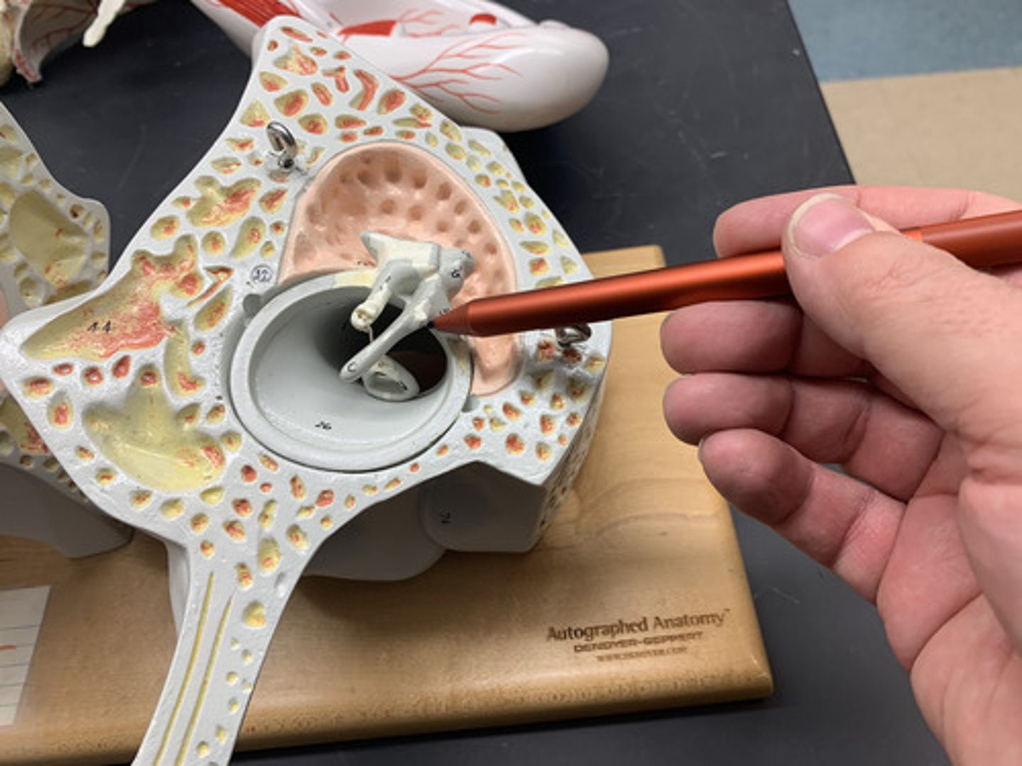 <p>hammer; first of the three auditory ossicles of the middle ear</p>