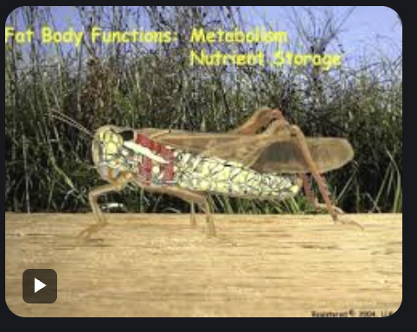 <p>Tissue that stores energy reserves, detoxifies, and aids metabolism; comparable to vertebrate liver and fat.</p>