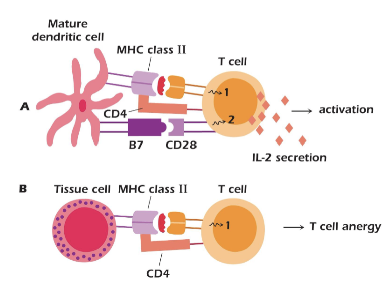 <p>T-cell anergy (or B-cell anergy)</p>