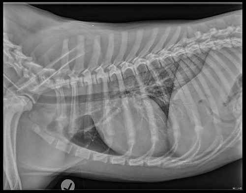 Yes • Better inspiration required to become diagnostic quality • Note: Under a full GA peak inspiration is achieved by performing a breath hold. Under sedation you need to observe the rise and fall of the chest - timing is crucial!