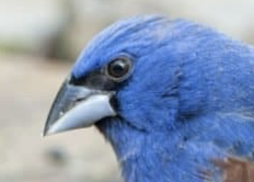 <p>Conical bills</p>