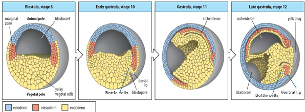 <ol><li><p>Gastrulation begins as <strong>bottle cells</strong> initiate <strong>involution</strong>, where <span>a sheet of cells moves inward into the interior of the gastrula </span>through the <strong>dorsal lip</strong> of the blastopore. This is indicated by the spreading of mesoderm cells. <strong>Mesoderm cells</strong> at different A-P and D-V positions become prechordal mesoderm, notochord, paraxial mesoderm (somitic), intermediate mesoderm, and lateral plate mesoderm. </p></li><li><p>Simultaneously, <strong>ectoderm cells</strong> spread around the embryo's surface via <strong>epiboly</strong>.</p></li><li><p>As gastrulation progresses, the <strong>blastocoel shrinks</strong>, and a new cavity, the <strong>archenteron</strong> (the future gut), forms and is completely lined by <strong>endoderm</strong>. </p></li><li><p>A 2nd population of bottle cells forms the <strong>ventral lip</strong> of the blastopore , where more mesoderm involutes (producing some of the reproductive tissues of the embryo) as epiboly has pushed it towards the dorsal lip.</p></li><li><p>Finally, the embryo is organized into 3 distinct germ layers: the <strong>ectoderm</strong> externally surrounds the embryo, the <strong>endoderm</strong> lines the future gut (archenteron), and the <strong>mesoderm</strong> is positioned in between the ectoderm and endoderm.</p></li></ol><p></p>