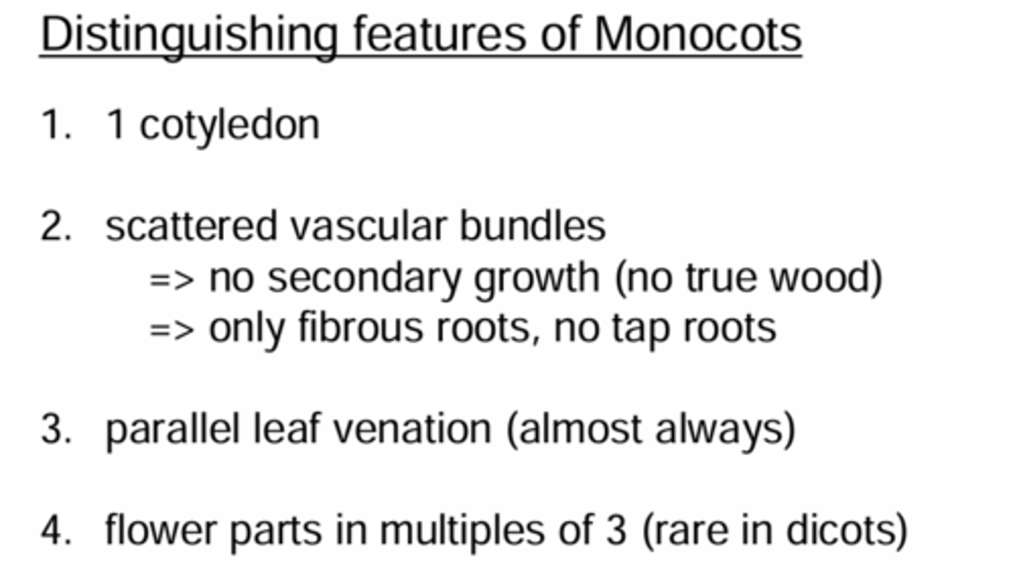 <p>1. 1 cotyledon</p><p>2. scattered vascular bundles</p><p>=> no secondary growth (no true wood)</p><p>=> only fibrous roots, no tap roots</p><p>3. parallel leaf venation (almost always)</p><p>4. flower parts in multiples of 3 (rare in dicots)</p>