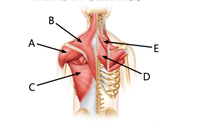 <p>The latissimus dorsi muscle is indicated by the letter </p>