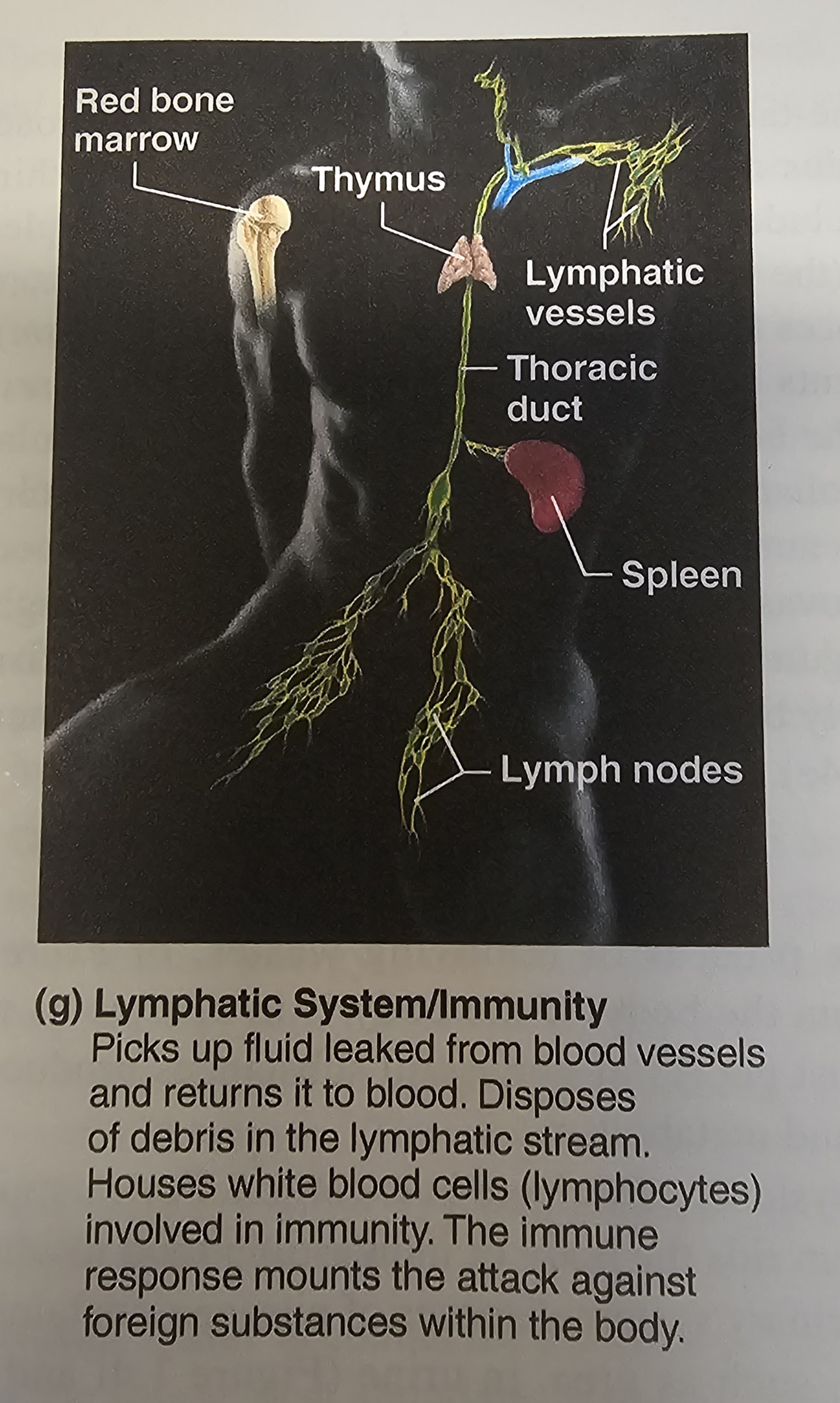 <p><span>lymph, </span>lymph nodes<span>, </span>lymph vessels<span>, </span>tonsils<span>, </span>spleen<span> and </span>thymus</p>