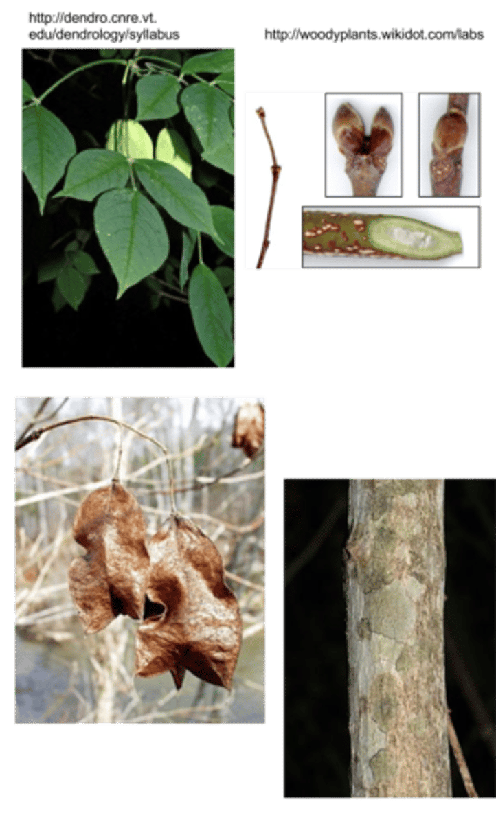 <p>American bladdernut</p>