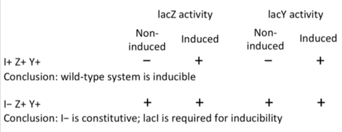 <p>mutation that causes cells to produce enzymes all the time (constitutively)</p>